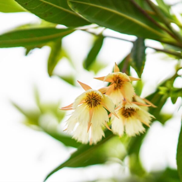 zl-butterfly-blossom-dsc08775