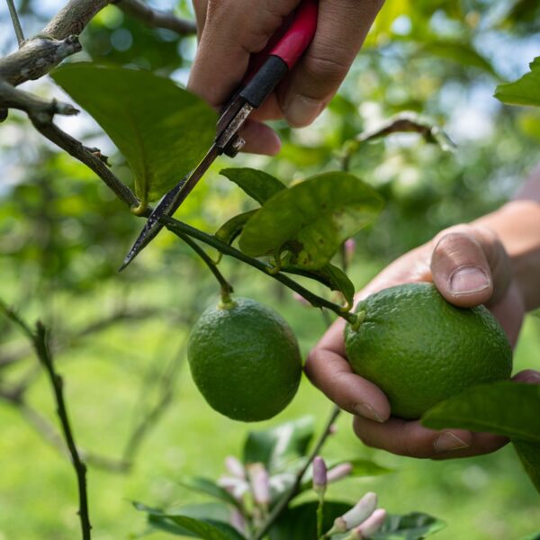 zl-location-zeracafemile-01