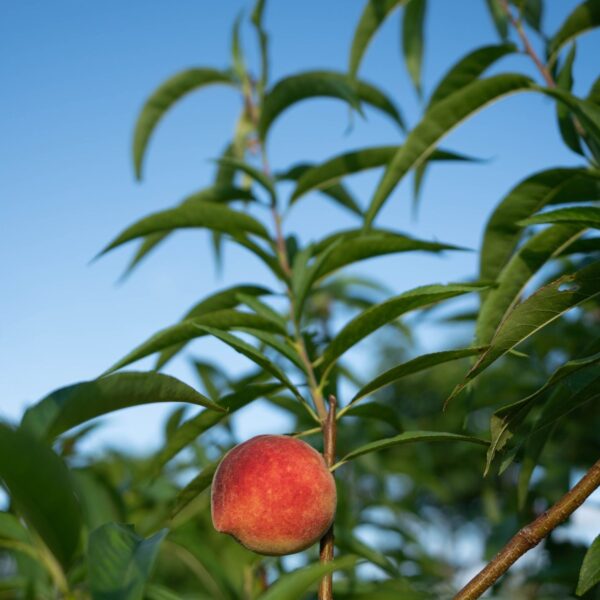 zl-location-zeracafemile-02