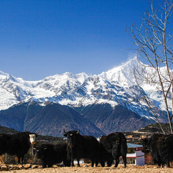 zl-luvhope-gallery-_MG_1235 下午1.48.32 (1)